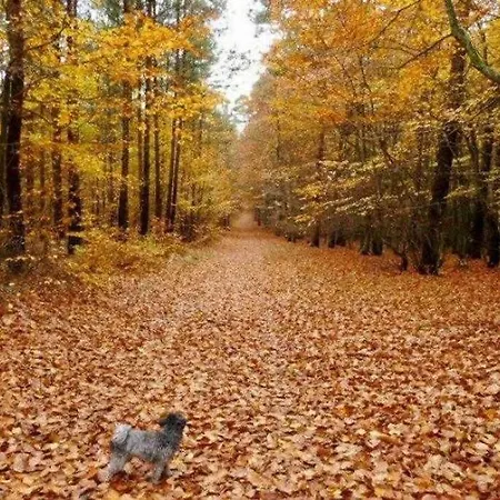 Semesterbostad Ferienhaeuser Auszeit Am Grossen Labussee Userin