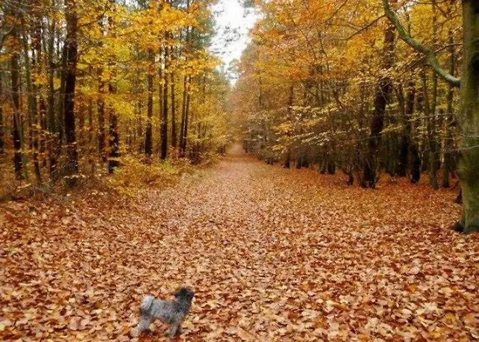 Ferienhaus Ferienhaeuser Auszeit Am Grossen Labussee Userin